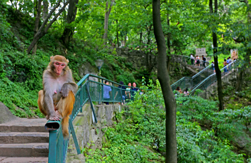 贵州省开阳富硒茶(贵州开阳富硒茶价格)-硒宝网
