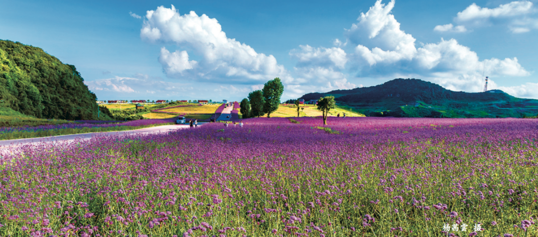 贵州省开阳富硒茶(贵州开阳富硒茶价格)-硒宝网