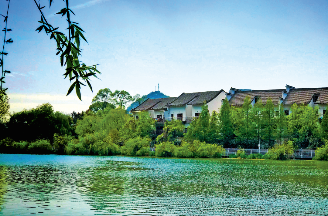 贵州省开阳富硒茶(贵州开阳富硒茶价格)-硒宝网