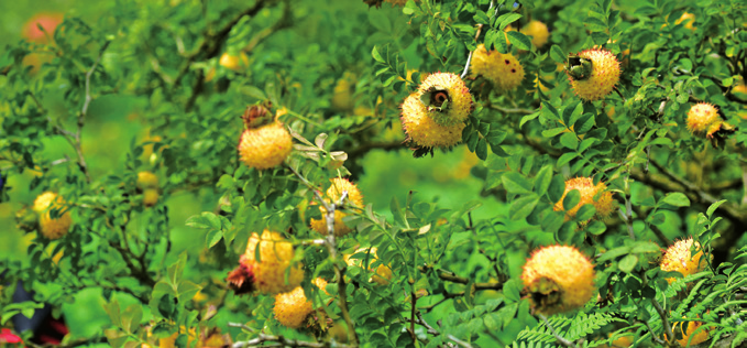 贵州省开阳富硒茶(贵州开阳富硒茶价格)-硒宝网