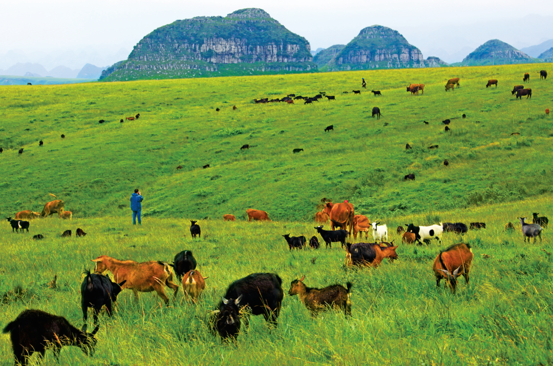 贵州省开阳富硒茶(贵州开阳富硒茶价格)-硒宝网