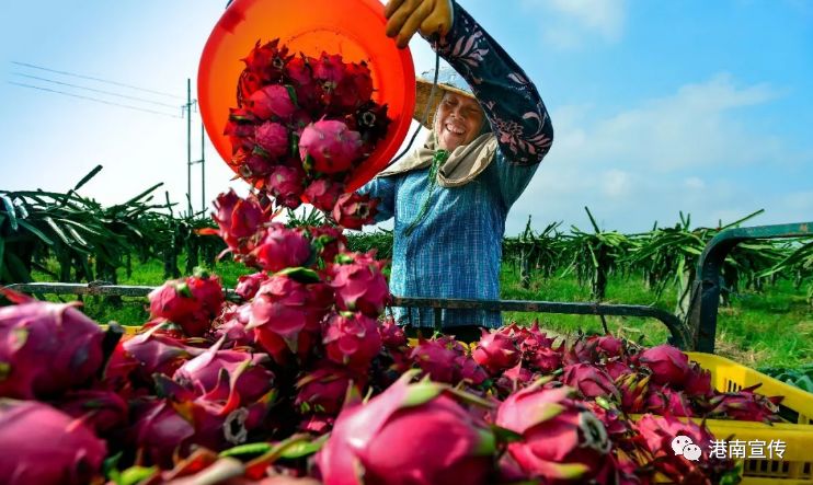 富硒桥子茶哪里卖(桥茶的作用)-硒宝网