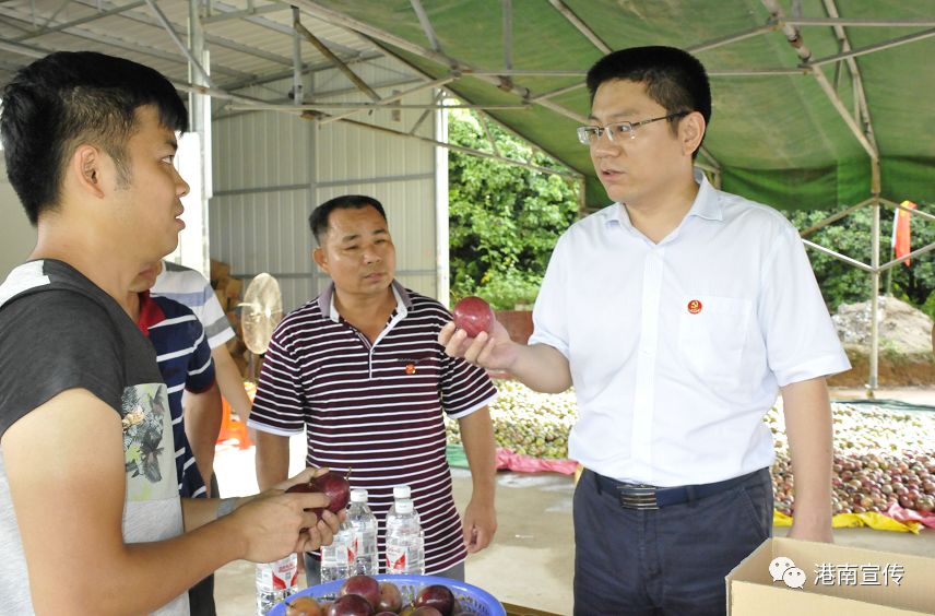 富硒桥子茶哪里卖(桥茶的作用)-硒宝网