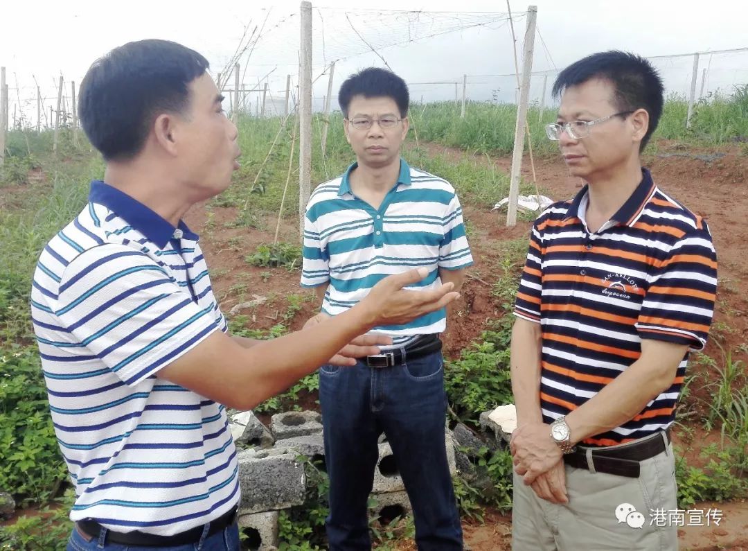 富硒桥子茶哪里卖(桥茶的作用)-硒宝网