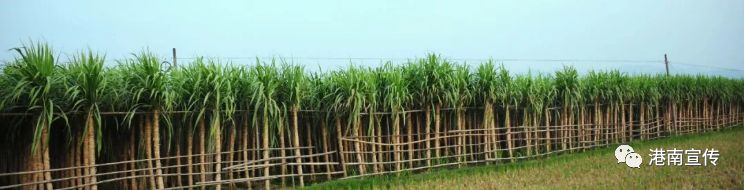 富硒桥子茶哪里卖(桥茶的作用)-硒宝网