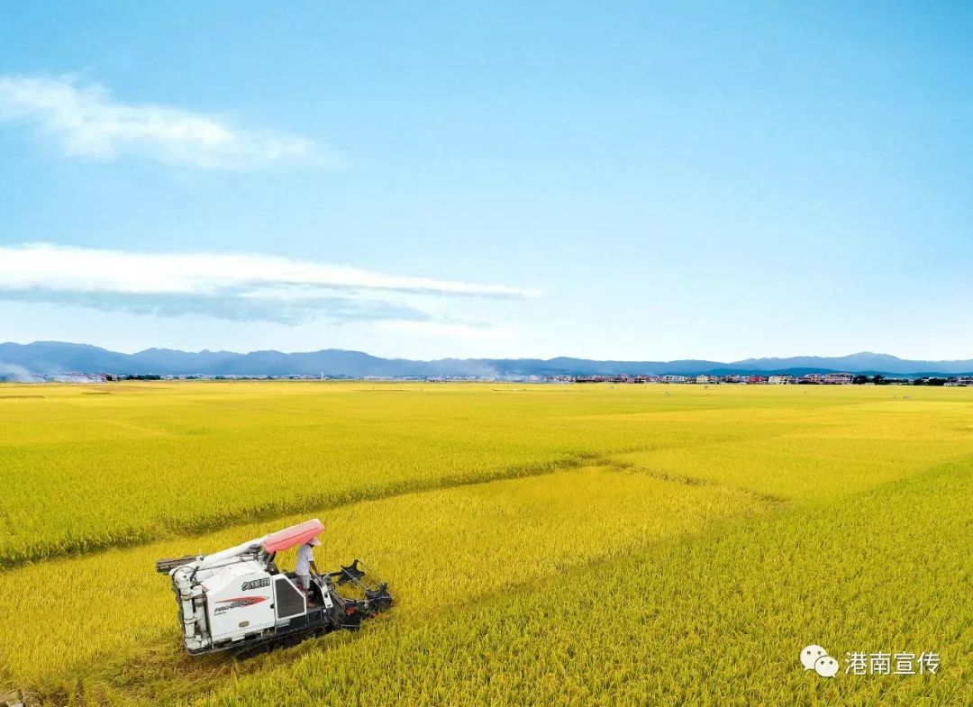 富硒桥子茶哪里卖(桥茶的作用)-硒宝网