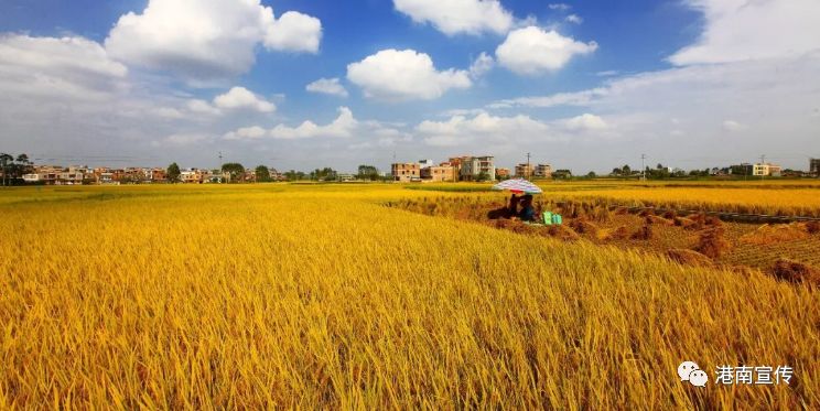 富硒桥子茶哪里卖(桥茶的作用)-硒宝网