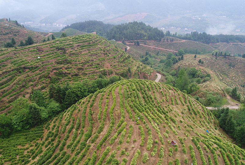 香港富硒茶生产商（香港健康家居富硒养生杯）-硒宝网