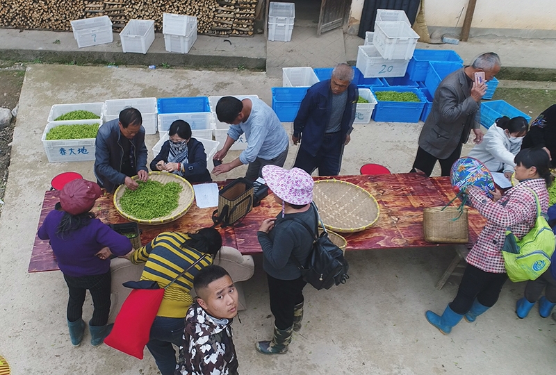 香港富硒茶生产商（香港健康家居富硒养生杯）-硒宝网