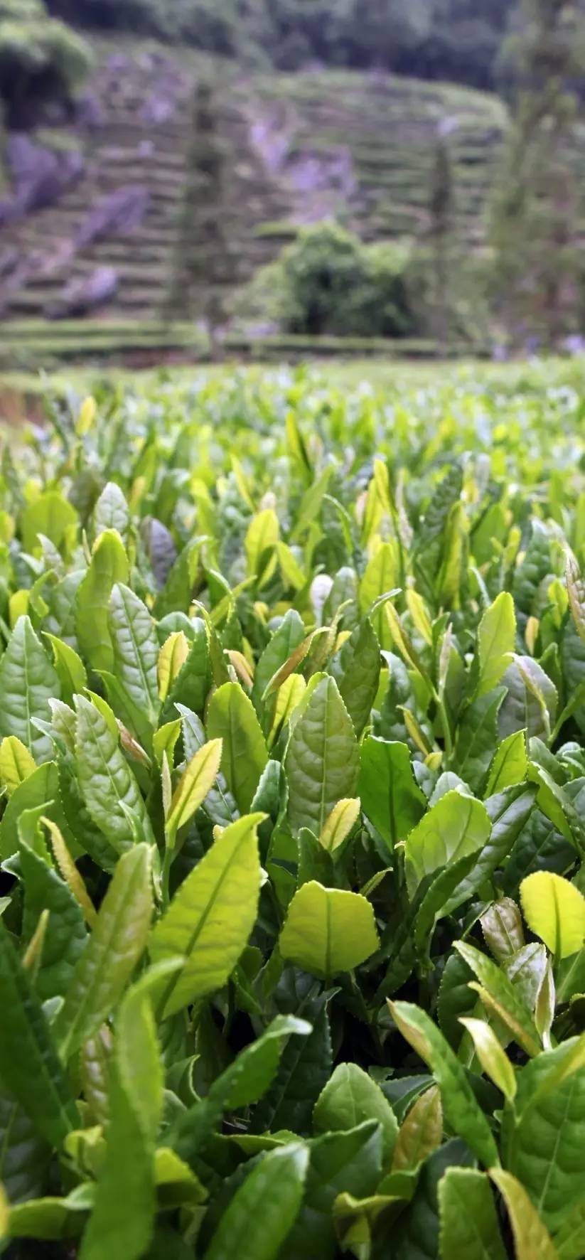 石台七都镇富硒茶(安徽省石台县七都镇是否富硒)-硒宝网