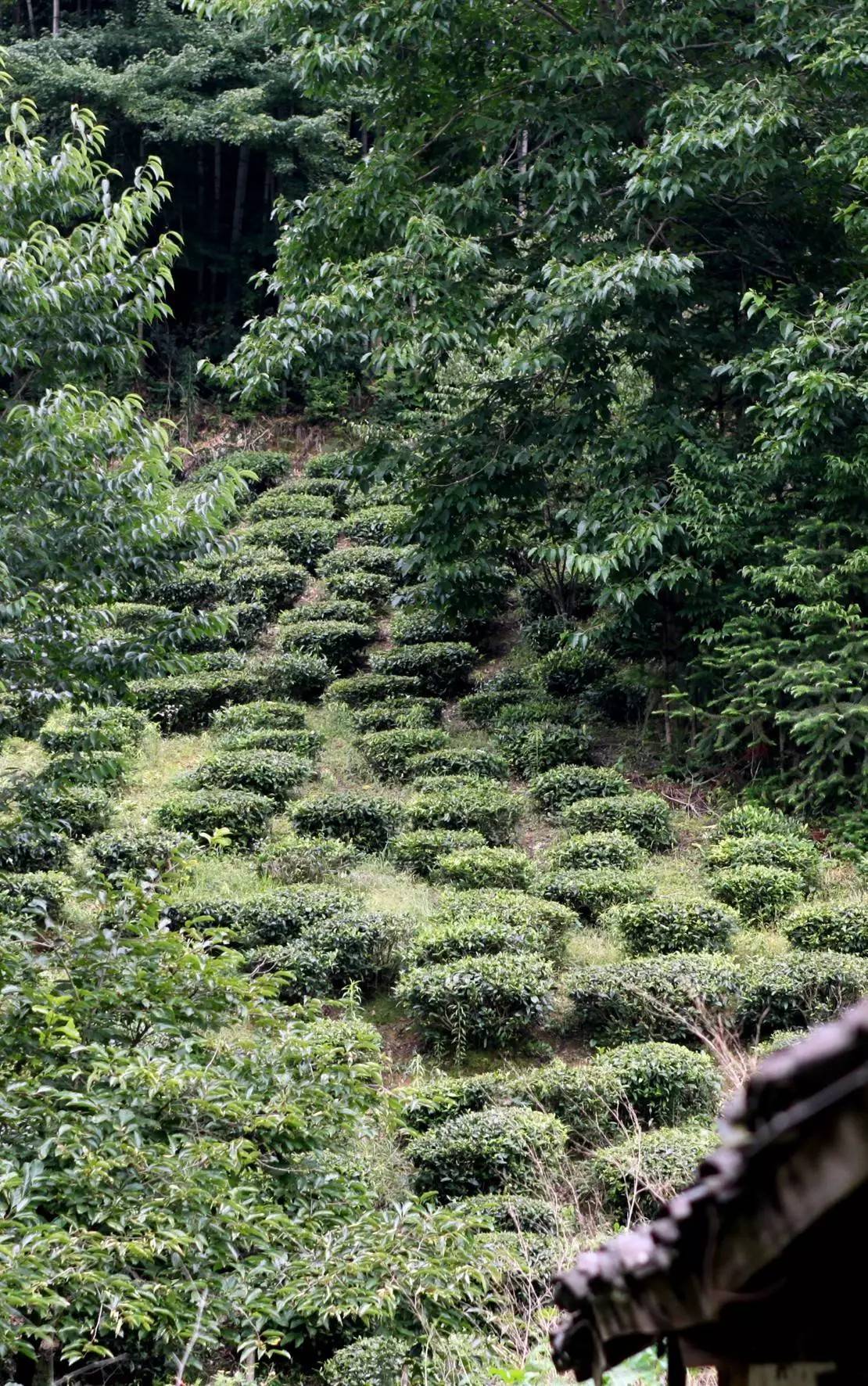 石台七都镇富硒茶(安徽省石台县七都镇是否富硒)-硒宝网