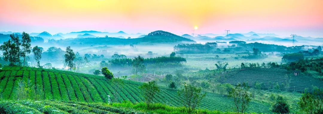 大明山富硒有机茶（大明山茶厂）-硒宝网