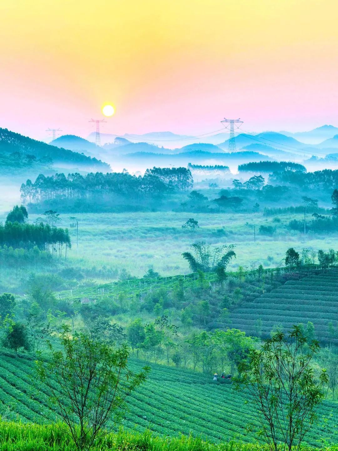 大明山富硒有机茶（大明山茶厂）-硒宝网