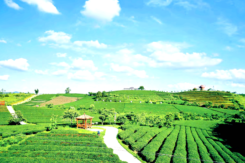 大明山富硒有机茶（大明山茶厂）-硒宝网