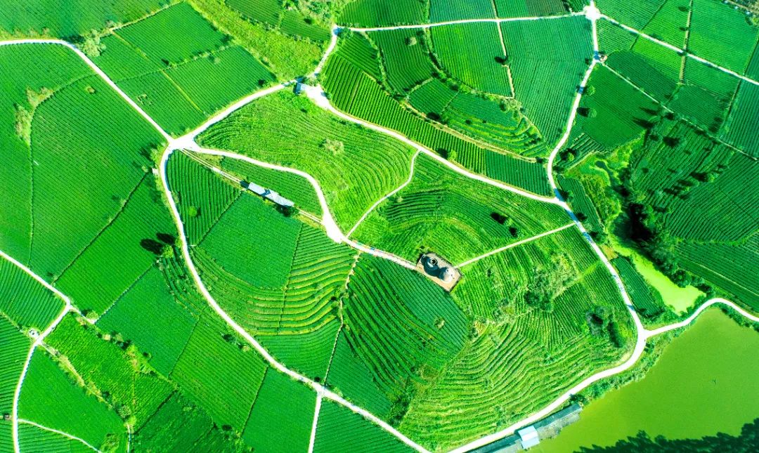 大明山富硒有机茶（大明山茶厂）-硒宝网