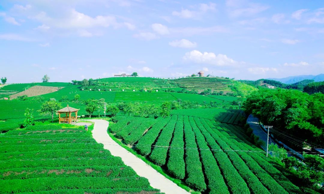 大明山富硒有机茶（大明山茶厂）-硒宝网