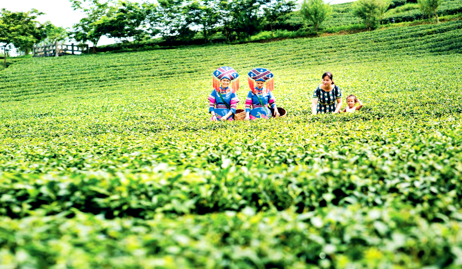 大明山富硒有机茶（大明山茶厂）-硒宝网