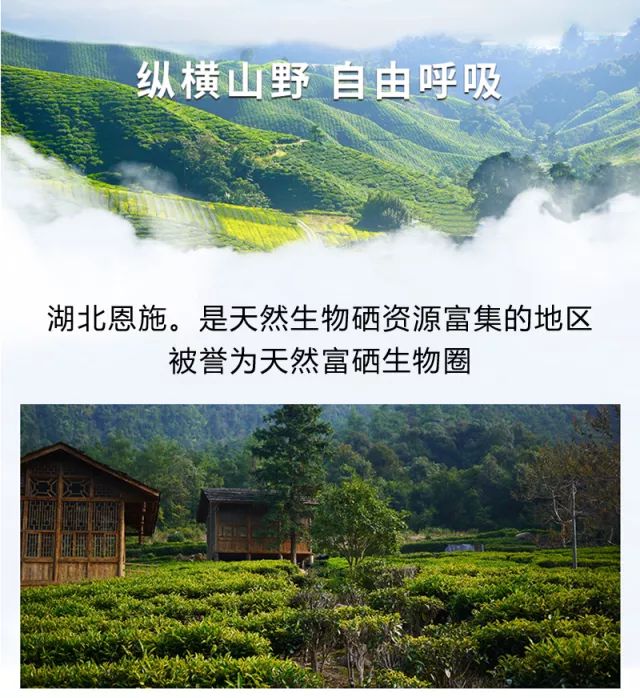 富硒黑苦荞茶作用(富硒黑苦荞茶功效)-硒宝网