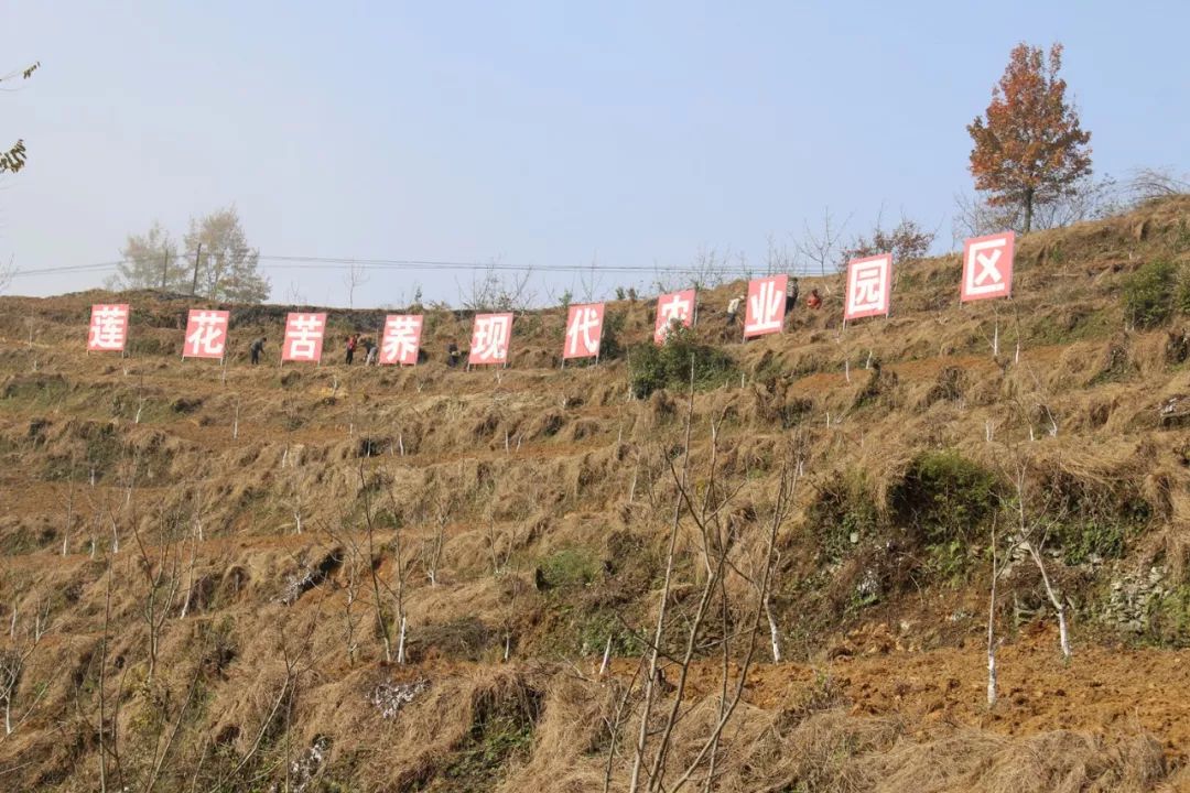富硒黑苦荞茶作用（黑茶苦荞的功效与作用）-硒宝网
