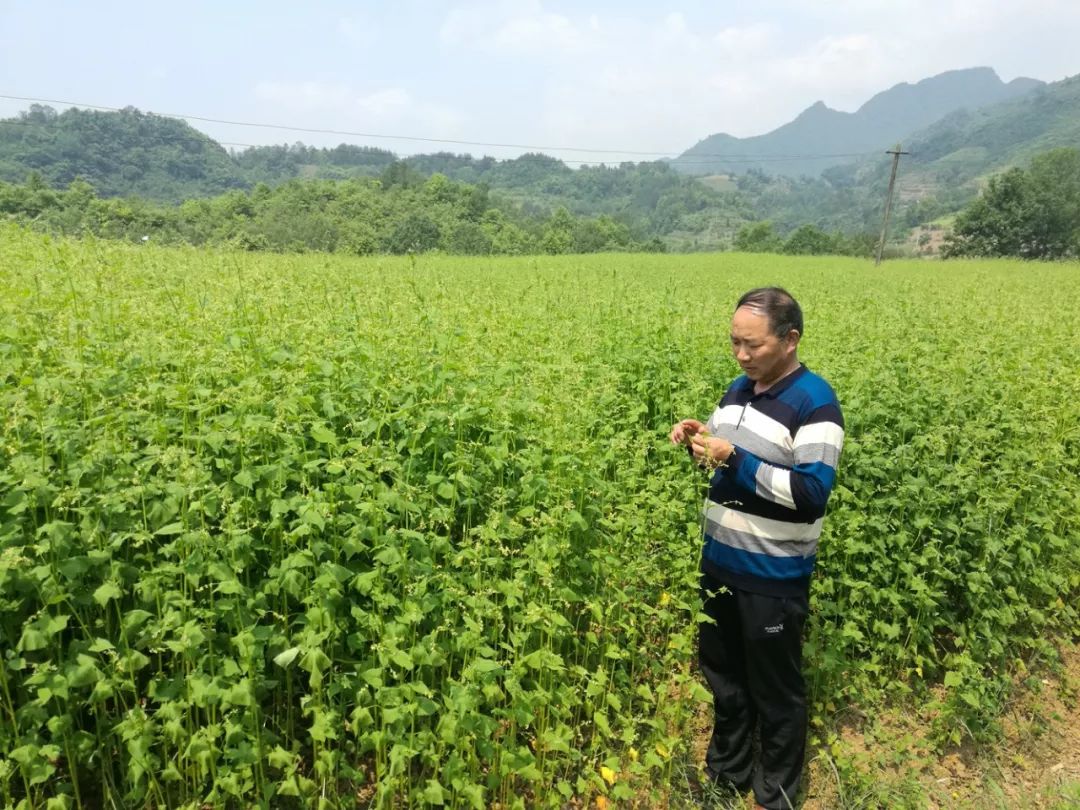 富硒黑苦荞茶作用（黑茶苦荞的功效与作用）-硒宝网