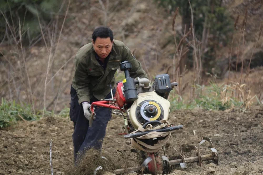 富硒黑苦荞茶作用（黑茶苦荞的功效与作用）-硒宝网