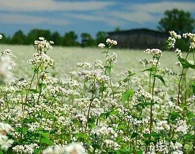 富硒黑苦荞茶作用（黑茶苦荞的功效与作用）-硒宝网