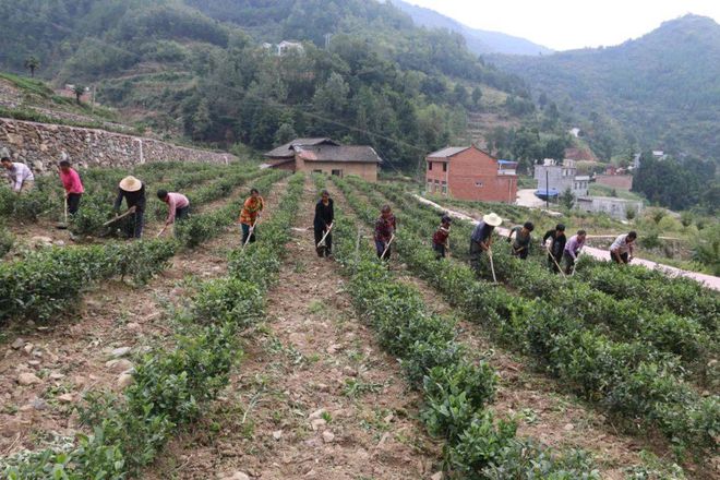 富硒茶陈鸿昌场地(恩施富硒茶是啥茶)-硒宝网