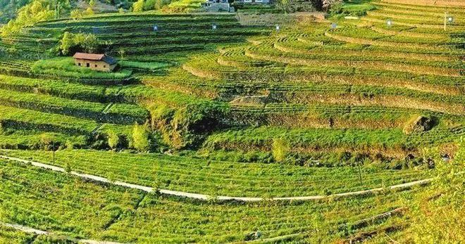 富硒茶陈鸿昌场地(恩施富硒茶是啥茶)-硒宝网