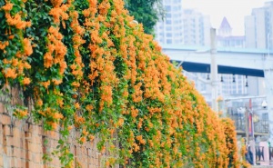 广西中超富硒米茶(广西富硒米哪个好)-硒宝网