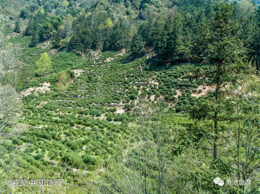 霄坑村富硒野生茶（霄坑野生茶产地）-硒宝网