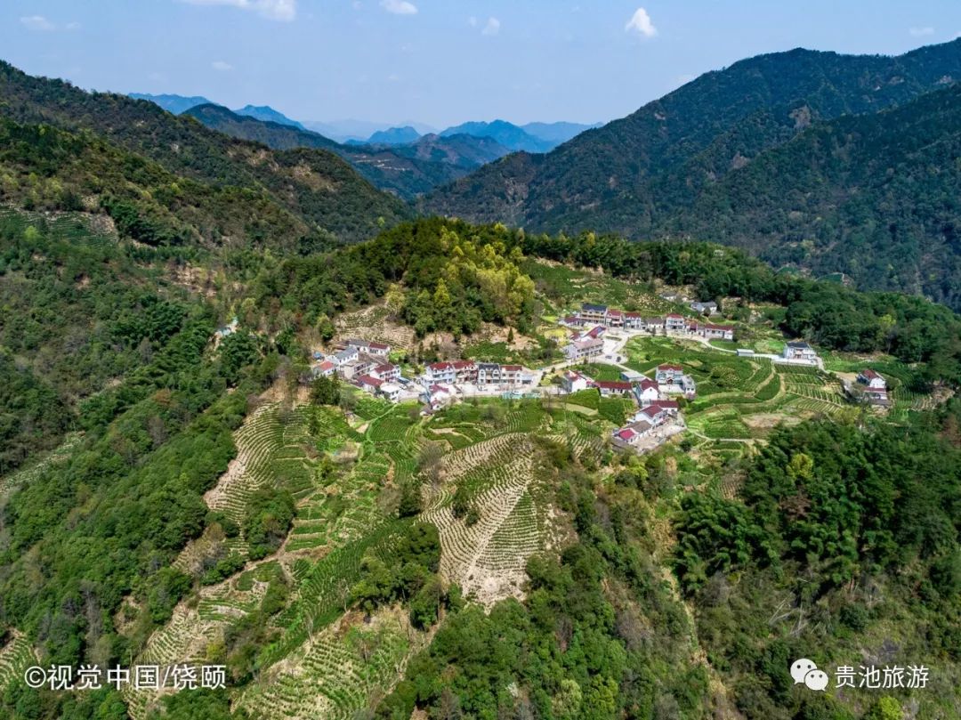 霄坑村富硒野生茶（霄坑野生茶产地）-硒宝网