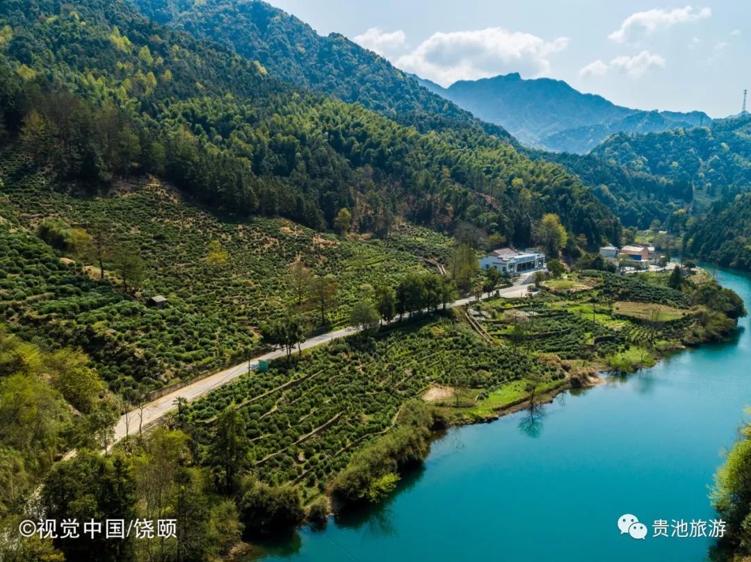 霄坑村富硒野生茶（霄坑野生茶产地）-硒宝网