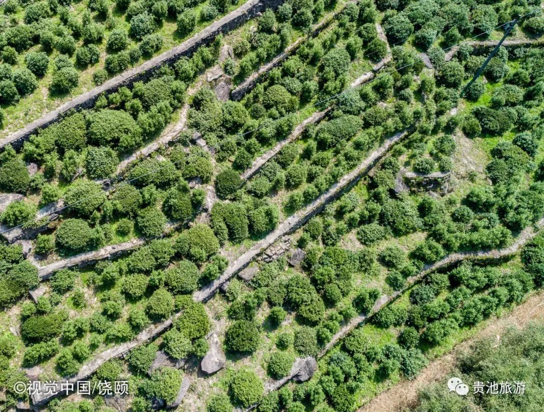 霄坑村富硒野生茶（霄坑野生茶产地）-硒宝网