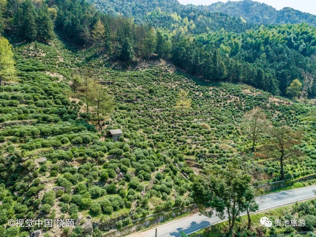 霄坑村富硒野生茶（霄坑野生茶产地）-硒宝网