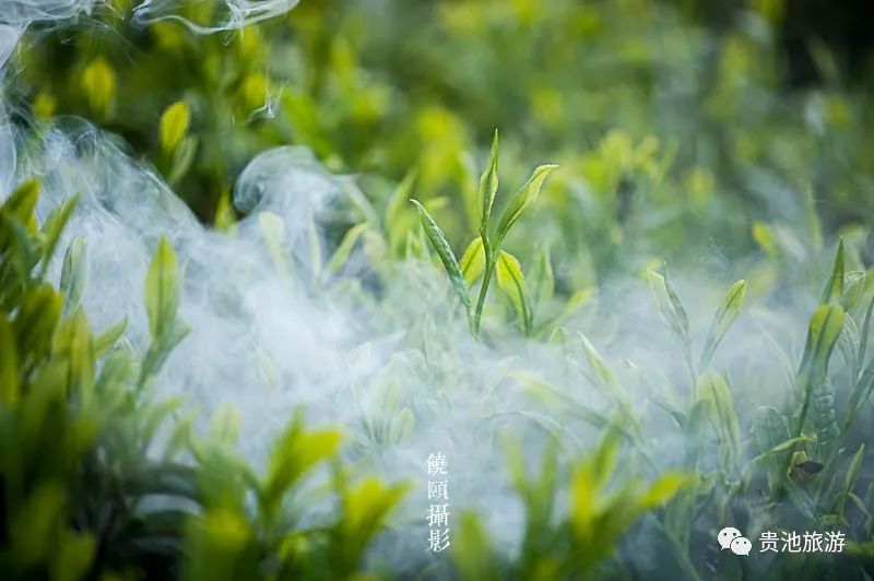 霄坑村富硒野生茶（霄坑野生茶产地）-硒宝网