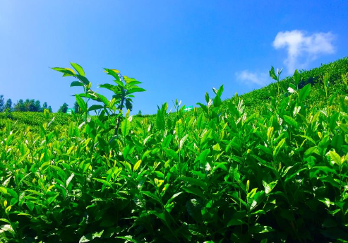 富硒茶陈鸿昌场地(富硒茶的作用与功效)-硒宝网