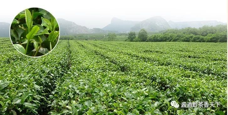 崇明凤岗富硒锌茶(凤冈锌硒茶饮料)-硒宝网