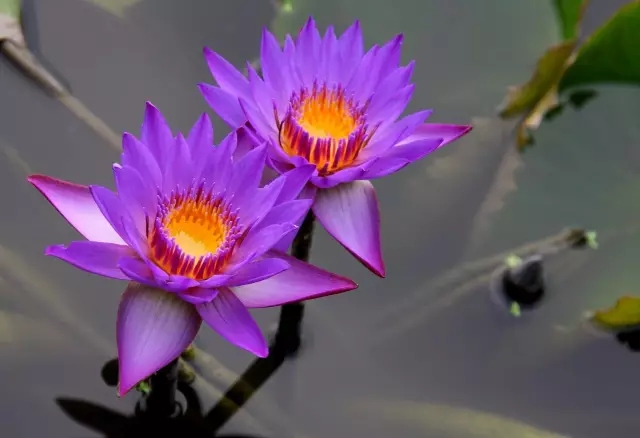 富硒茶哪种比较好（茶种富硒好比较好的品牌）-硒宝网