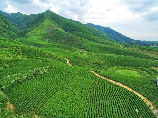 平昌西兴镇富硒茶(西坪茶厂)-硒宝网