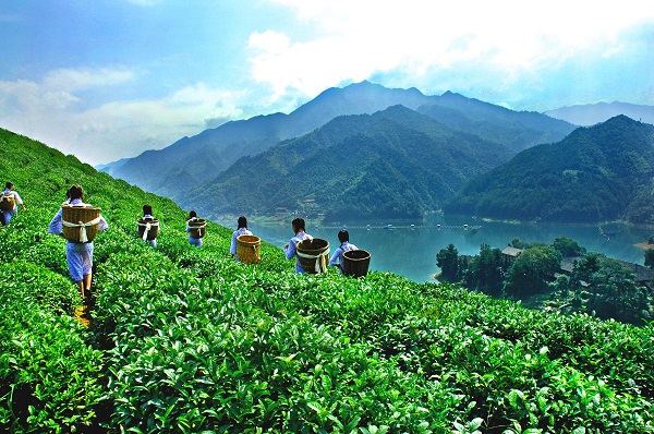 平昌西兴镇富硒茶(西坪茶厂)-硒宝网