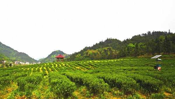 平昌西兴镇富硒茶(西坪茶厂)-硒宝网