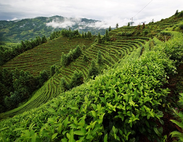 平昌西兴镇富硒茶(西坪茶厂)-硒宝网