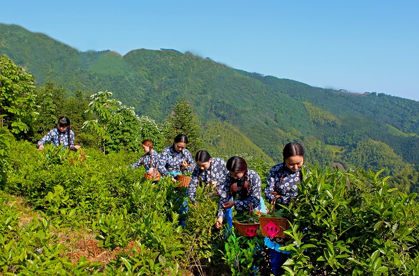 平昌西兴镇富硒茶(西坪茶厂)-硒宝网