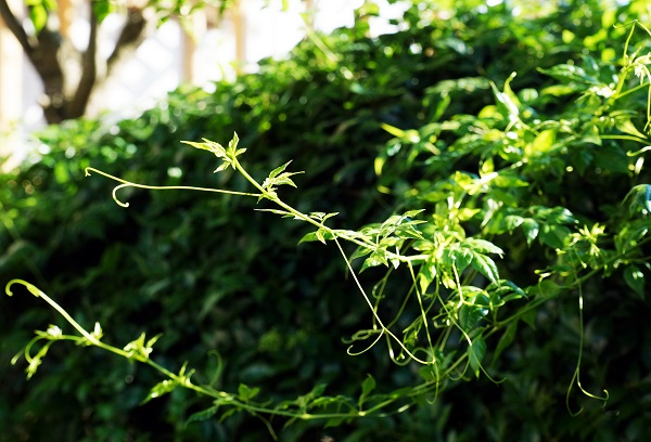 平昌西兴镇富硒茶(西坪茶厂)-硒宝网