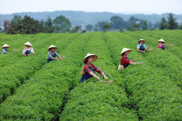 平昌西兴镇富硒茶(西坪茶厂)-硒宝网