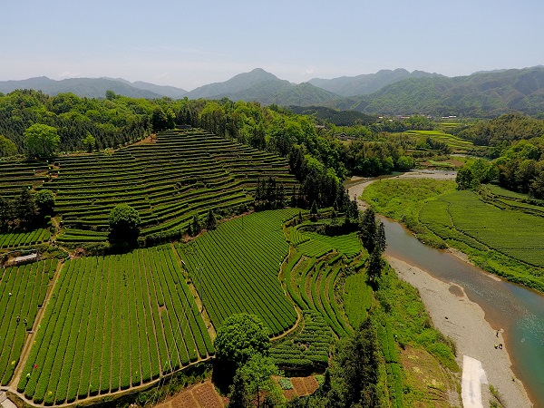 平昌西兴镇富硒茶(西坪茶厂)-硒宝网