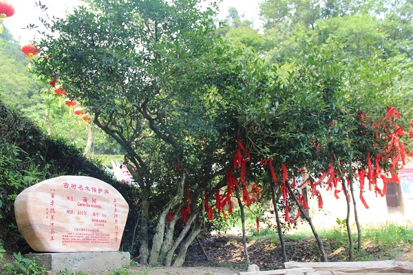 平昌西兴镇富硒茶(西坪茶厂)-硒宝网