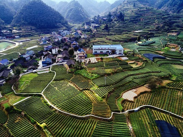 平昌西兴镇富硒茶(西坪茶厂)-硒宝网