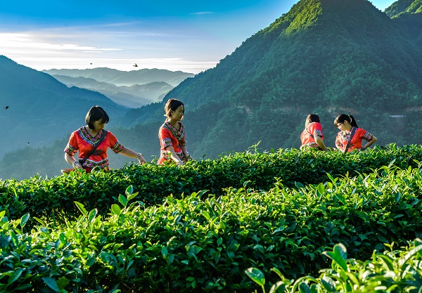 平昌西兴镇富硒茶(西坪茶厂)-硒宝网