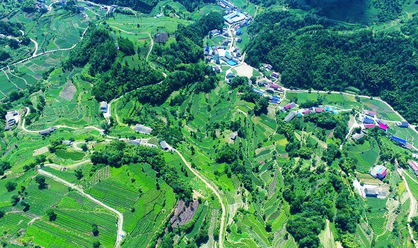平昌西兴镇富硒茶(西坪茶厂)-硒宝网